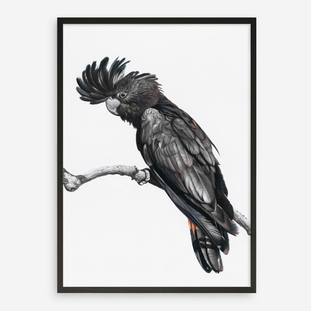 Shop George The Black Cockatoo (White) Art Print a painted bird themed wall art print from The Print Emporium wall artwork collection - Buy Australian made fine art painting style poster and framed prints for the home and your interior decor room, TPE-225-AP