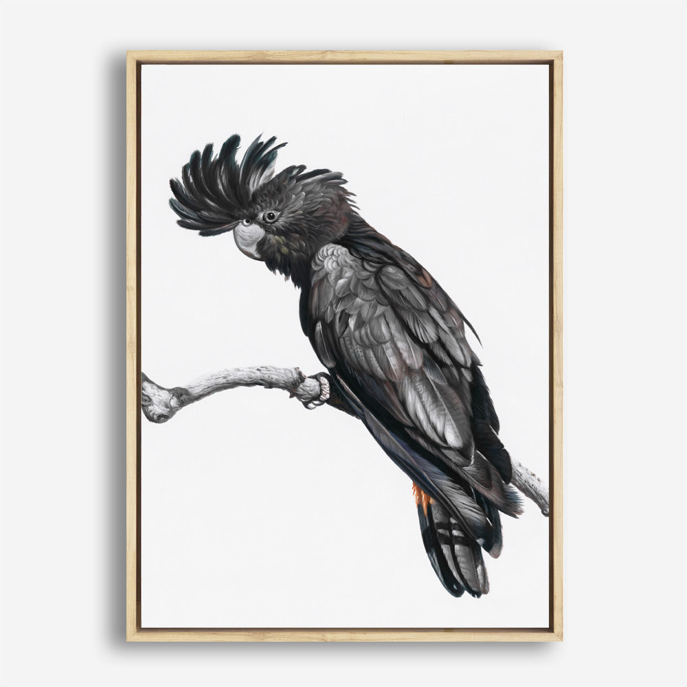 Shop George The Black Cockatoo (White) Canvas Print a painted bird themed framed canvas wall art print from The Print Emporium artwork collection - Buy Australian made fine art painting style stretched canvas prints for the home and your interior decor space, TPE-225-CA-35X46-NF