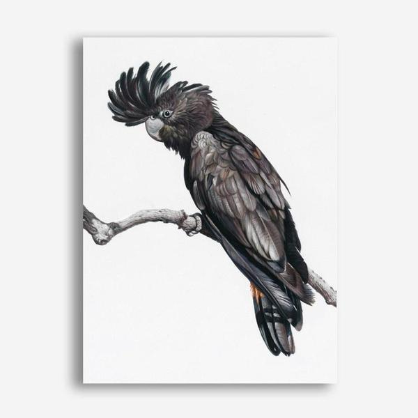 Shop George The Black Cockatoo (White) Canvas Print a painted bird themed framed canvas wall art print from The Print Emporium artwork collection - Buy Australian made fine art painting style stretched canvas prints for the home and your interior decor space, TPE-225-CA-35X46-NF