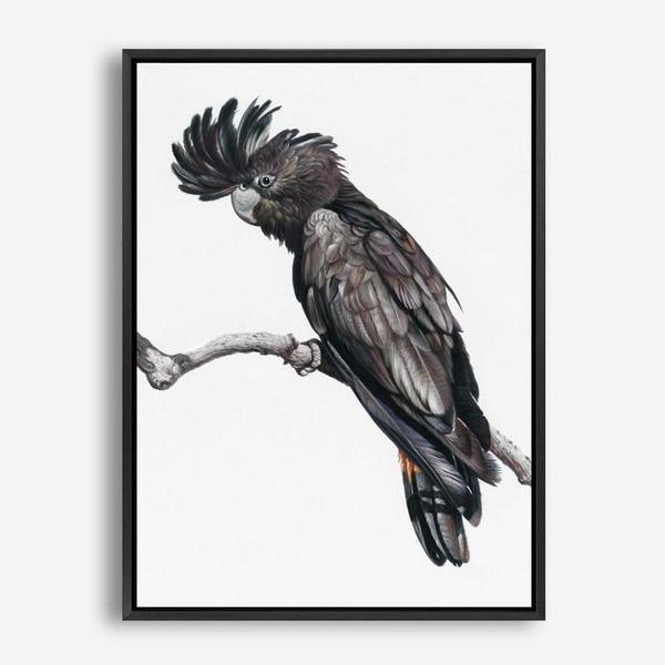 Shop George The Black Cockatoo (White) Canvas Print a painted bird themed framed canvas wall art print from The Print Emporium artwork collection - Buy Australian made fine art painting style stretched canvas prints for the home and your interior decor space, TPE-225-CA-35X46-NF