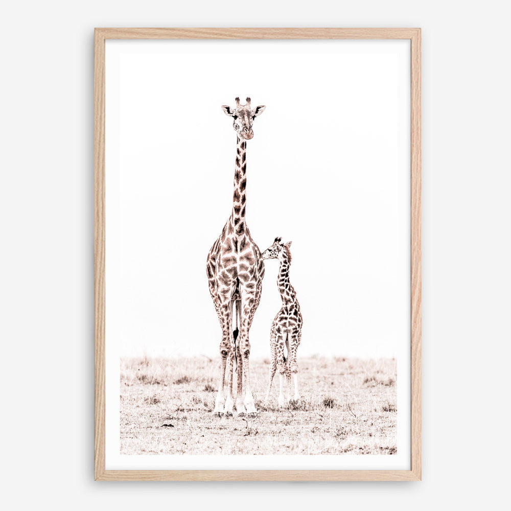 Shop Giraffes I Photo Art Print a photography wall art print from The Print Emporium wall artwork collection - Buy Australian made fine art poster and framed prints for the home and your interior decor room, TPE-709-AP
