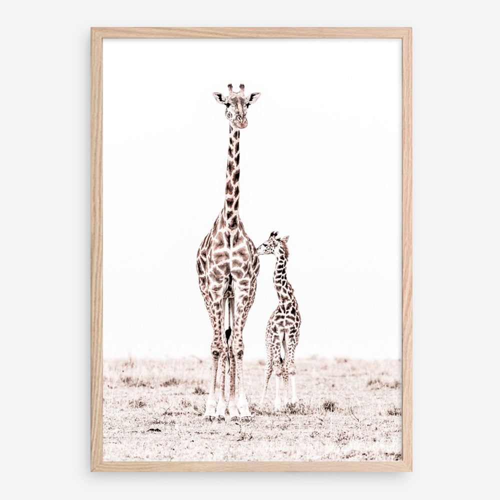 Shop Giraffes I Photo Art Print a photography wall art print from The Print Emporium wall artwork collection - Buy Australian made fine art poster and framed prints for the home and your interior decor room, TPE-709-AP