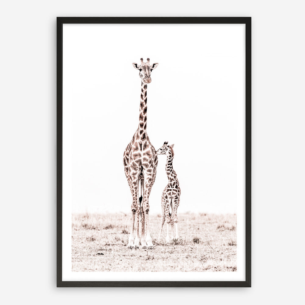 Shop Giraffes I Photo Art Print a photography wall art print from The Print Emporium wall artwork collection - Buy Australian made fine art poster and framed prints for the home and your interior decor room, TPE-709-AP