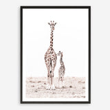Shop Giraffes I Photo Art Print a photography wall art print from The Print Emporium wall artwork collection - Buy Australian made fine art poster and framed prints for the home and your interior decor room, TPE-709-AP