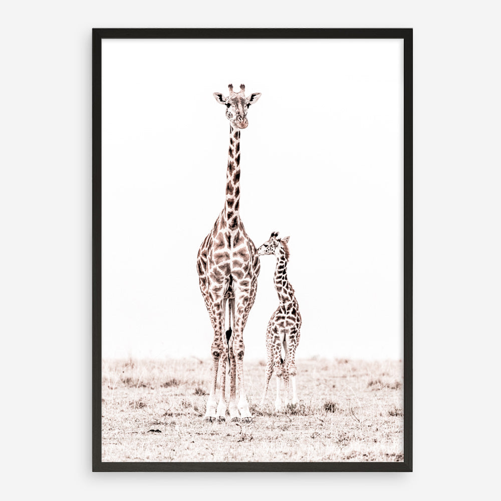 Shop Giraffes I Photo Art Print a photography wall art print from The Print Emporium wall artwork collection - Buy Australian made fine art poster and framed prints for the home and your interior decor room, TPE-709-AP