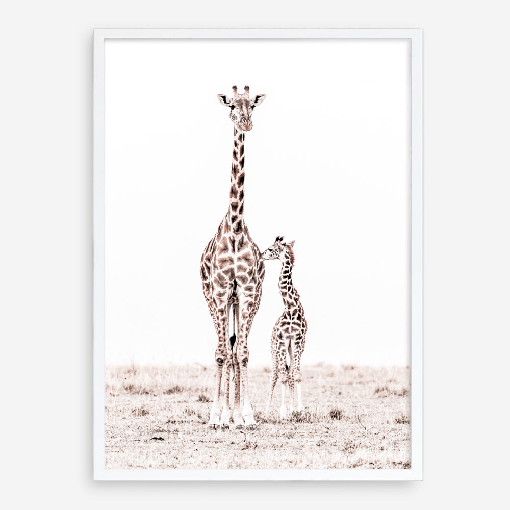 Shop Giraffes I Photo Art Print a photography wall art print from The Print Emporium wall artwork collection - Buy Australian made fine art poster and framed prints for the home and your interior decor room, TPE-709-AP