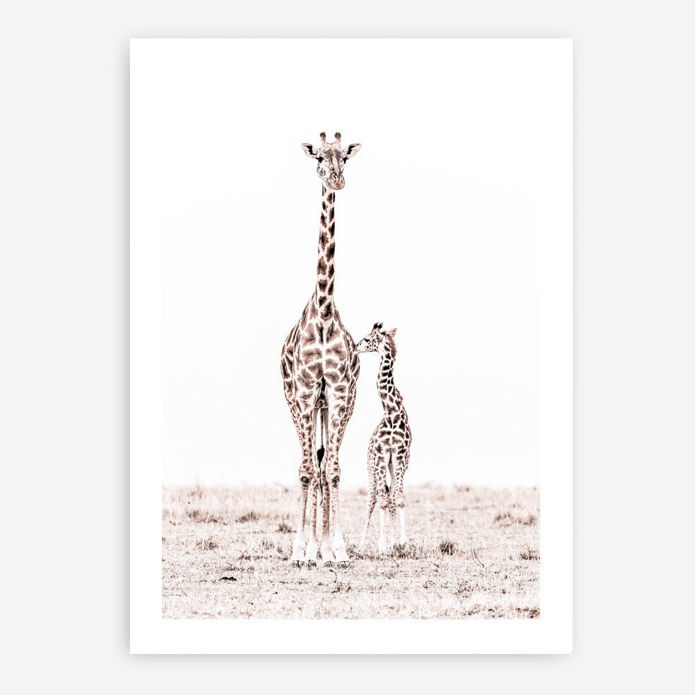 Shop Giraffes I Photo Art Print a photography wall art print from The Print Emporium wall artwork collection - Buy Australian made fine art poster and framed prints for the home and your interior decor room, TPE-709-AP