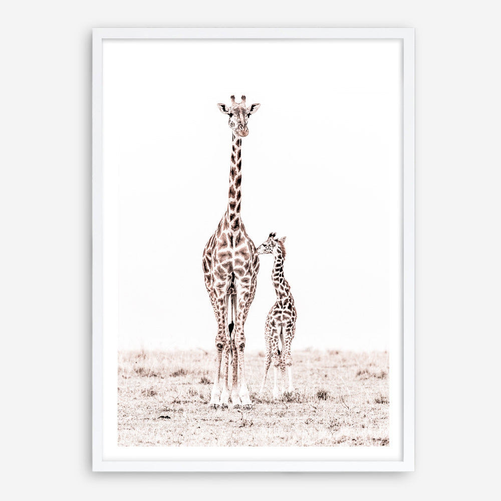 Shop Giraffes I Photo Art Print a photography wall art print from The Print Emporium wall artwork collection - Buy Australian made fine art poster and framed prints for the home and your interior decor room, TPE-709-AP