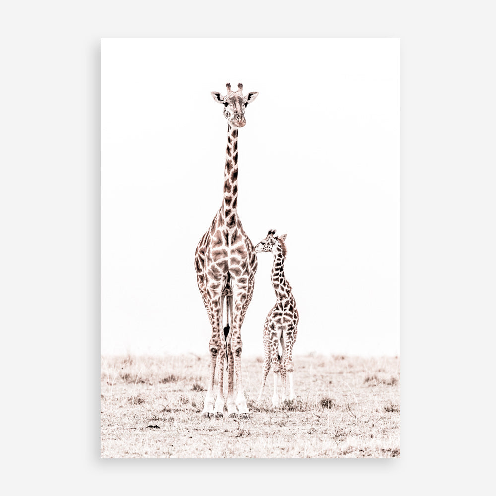 Shop Giraffes I Photo Art Print a photography wall art print from The Print Emporium wall artwork collection - Buy Australian made fine art poster and framed prints for the home and your interior decor room, TPE-709-AP