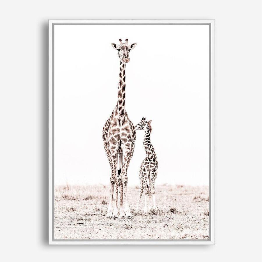 Shop Giraffes I Photo Canvas Print a photography framed stretched canvas print from The Print Emporium wall artwork collection - Buy Australian made prints for the home and your interior decor space, TPE-709-CA-35X46-NF