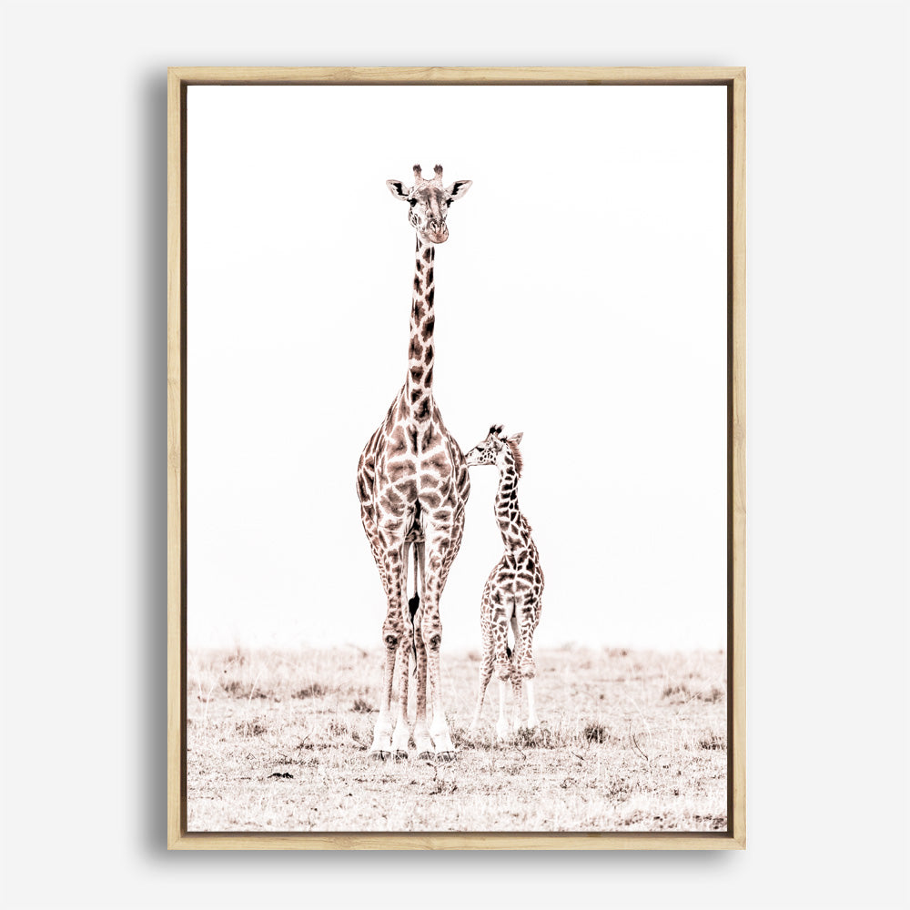 Shop Giraffes I Photo Canvas Print a photography framed stretched canvas print from The Print Emporium wall artwork collection - Buy Australian made prints for the home and your interior decor space, TPE-709-CA-35X46-NF