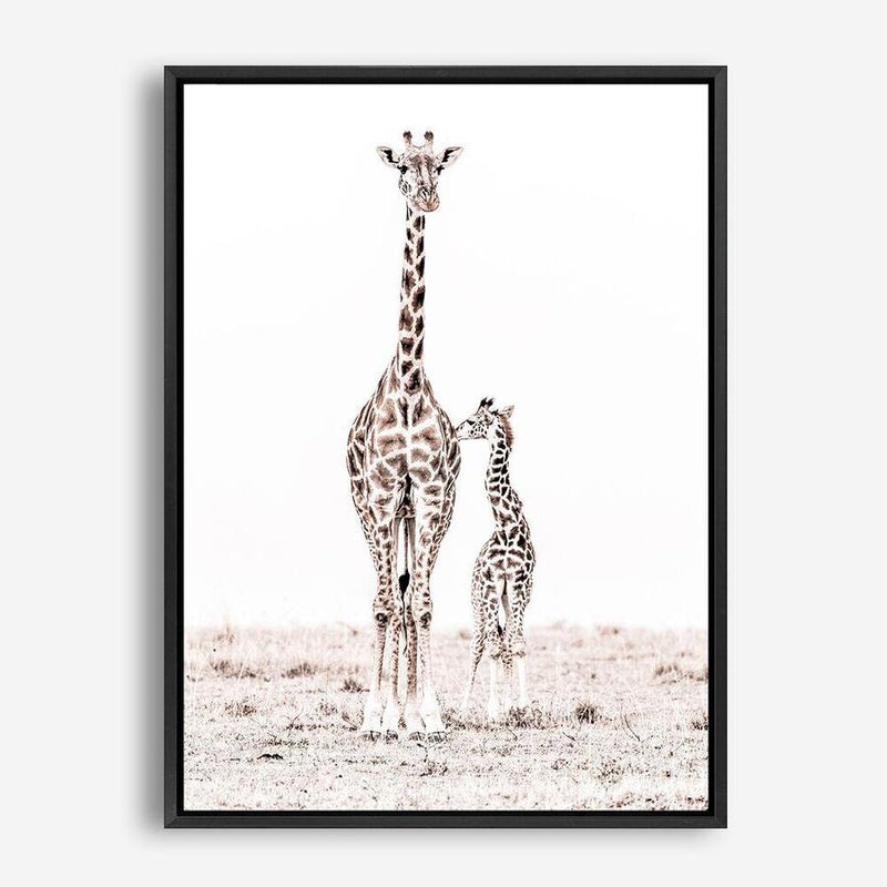 Shop Giraffes I Photo Canvas Print a photography framed stretched canvas print from The Print Emporium wall artwork collection - Buy Australian made prints for the home and your interior decor space, TPE-709-CA-35X46-NF