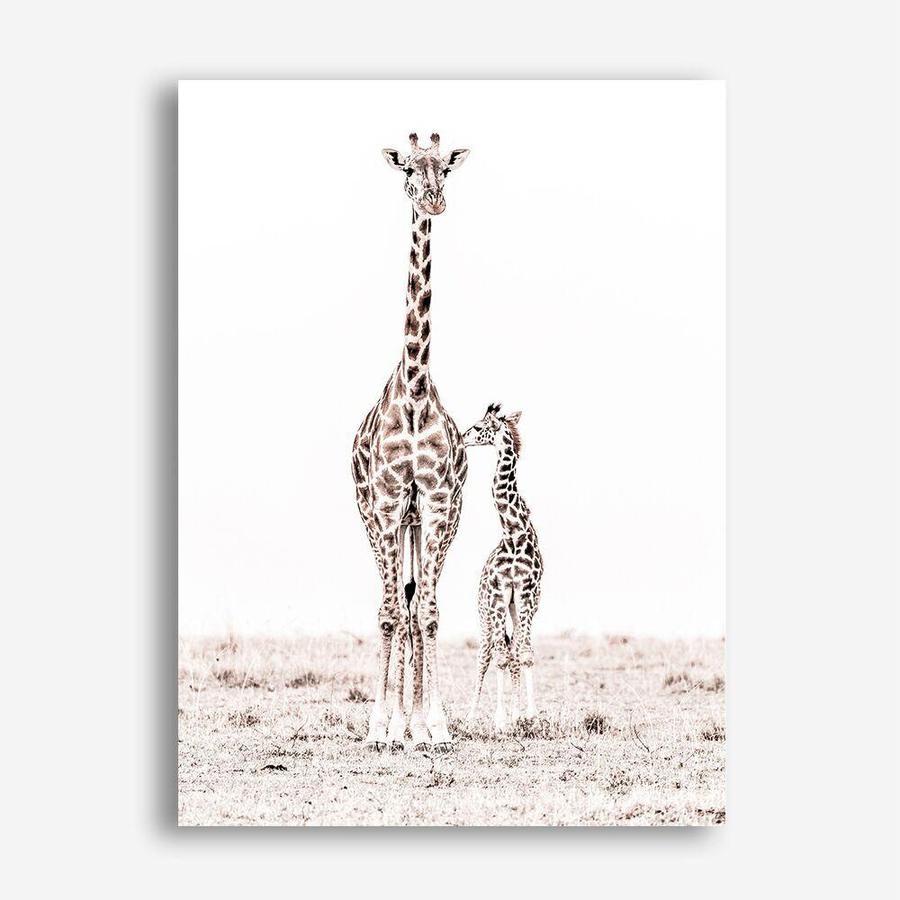 Shop Giraffes I Photo Canvas Print a photography framed stretched canvas print from The Print Emporium wall artwork collection - Buy Australian made prints for the home and your interior decor space, TPE-709-CA-35X46-NF