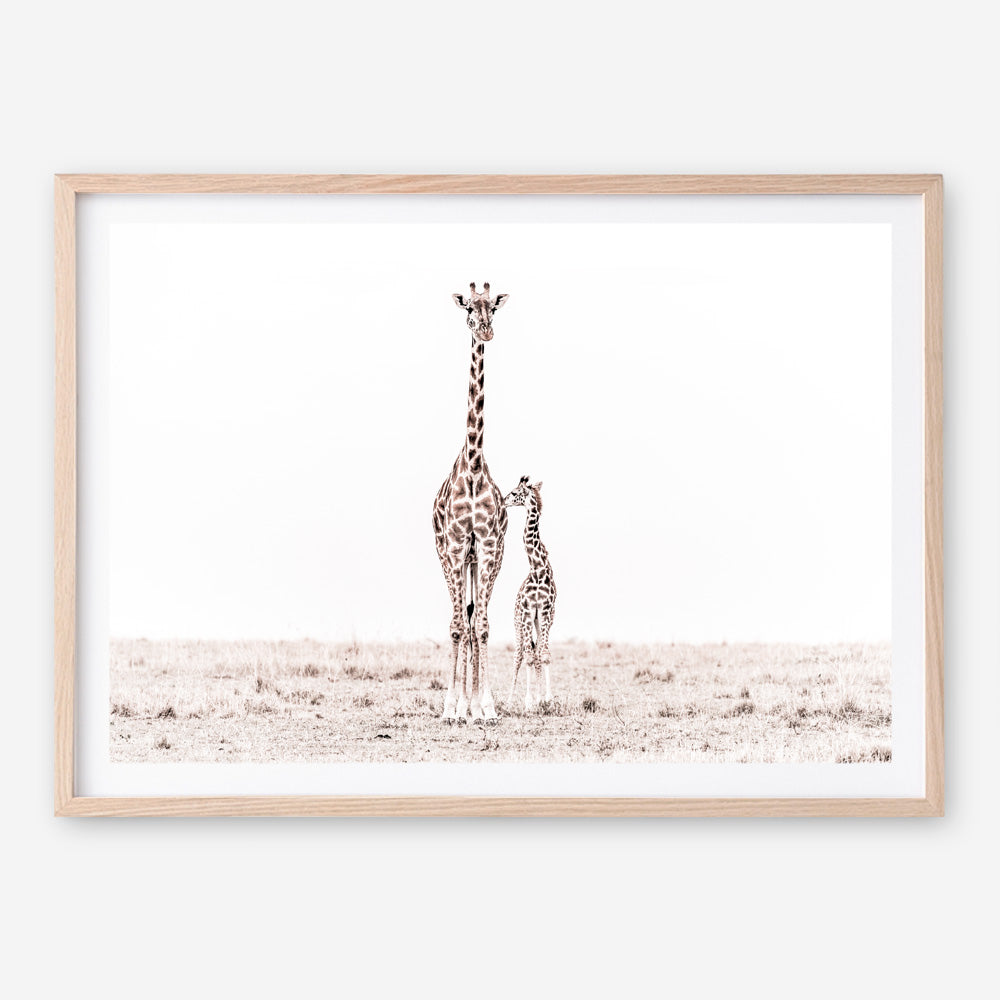 Shop Giraffes II Photo Art Print a photography wall art print from The Print Emporium wall artwork collection - Buy Australian made fine art poster and framed prints for the home and your interior decor room, TPE-710-AP