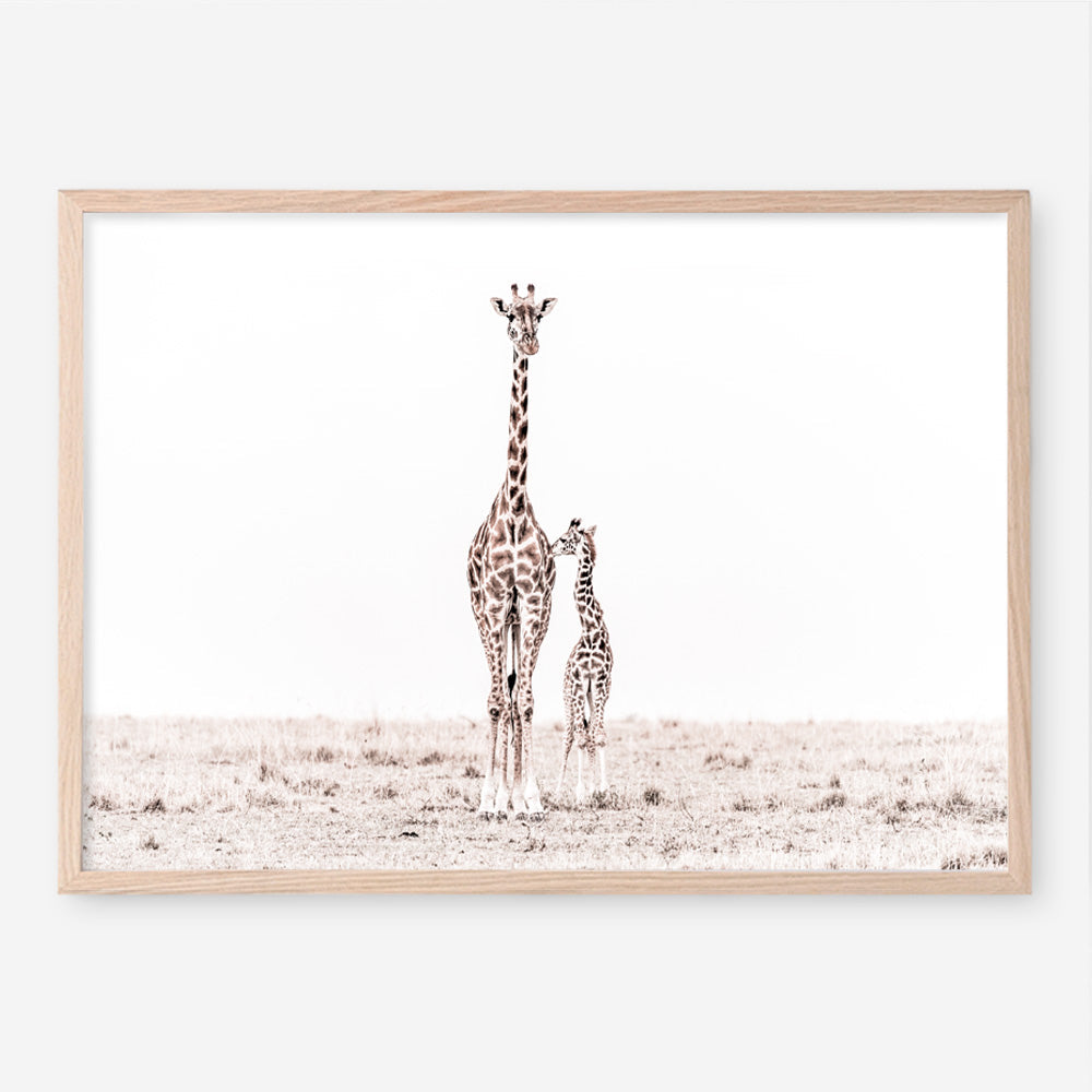 Shop Giraffes II Photo Art Print a photography wall art print from The Print Emporium wall artwork collection - Buy Australian made fine art poster and framed prints for the home and your interior decor room, TPE-710-AP