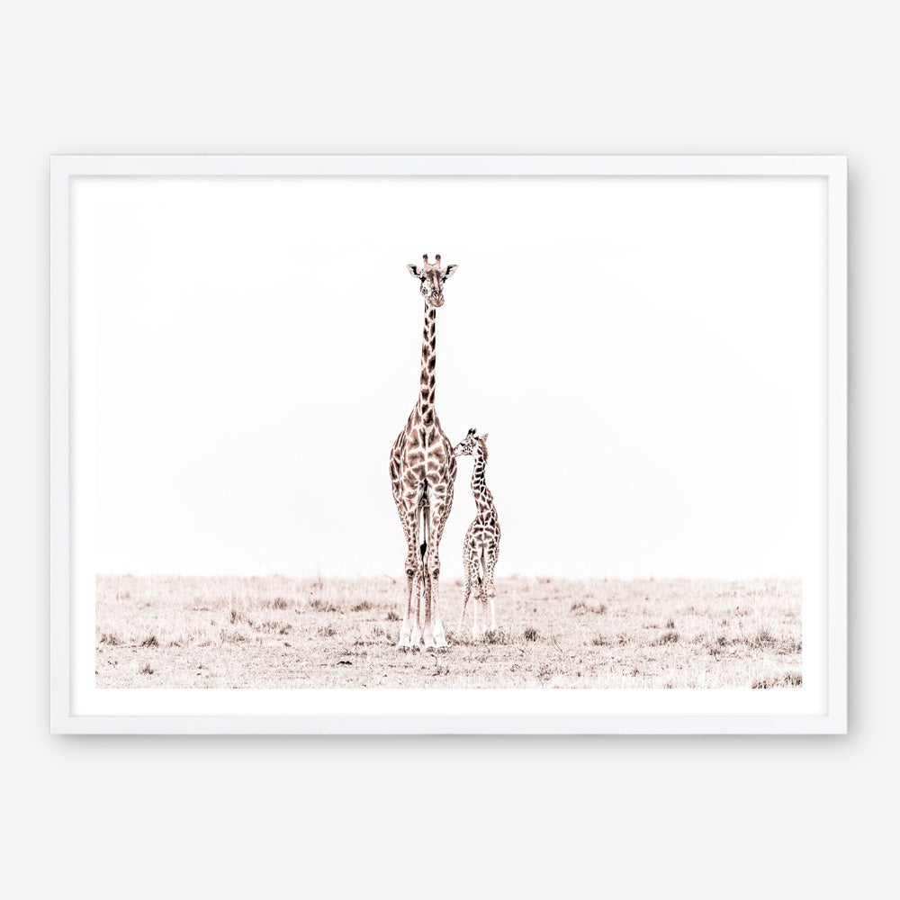 Shop Giraffes II Photo Art Print a photography wall art print from The Print Emporium wall artwork collection - Buy Australian made fine art poster and framed prints for the home and your interior decor room, TPE-710-AP