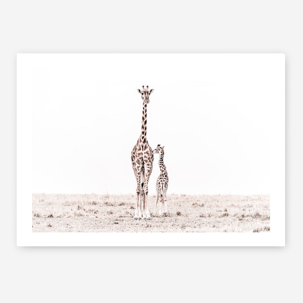 Shop Giraffes II Photo Art Print a photography wall art print from The Print Emporium wall artwork collection - Buy Australian made fine art poster and framed prints for the home and your interior decor room, TPE-710-AP