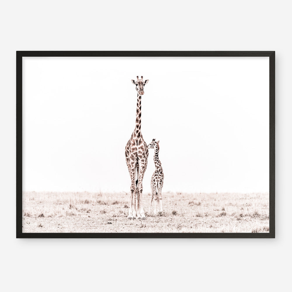 Shop Giraffes II Photo Art Print a photography wall art print from The Print Emporium wall artwork collection - Buy Australian made fine art poster and framed prints for the home and your interior decor room, TPE-710-AP