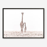 Shop Giraffes II Photo Art Print a photography wall art print from The Print Emporium wall artwork collection - Buy Australian made fine art poster and framed prints for the home and your interior decor room, TPE-710-AP