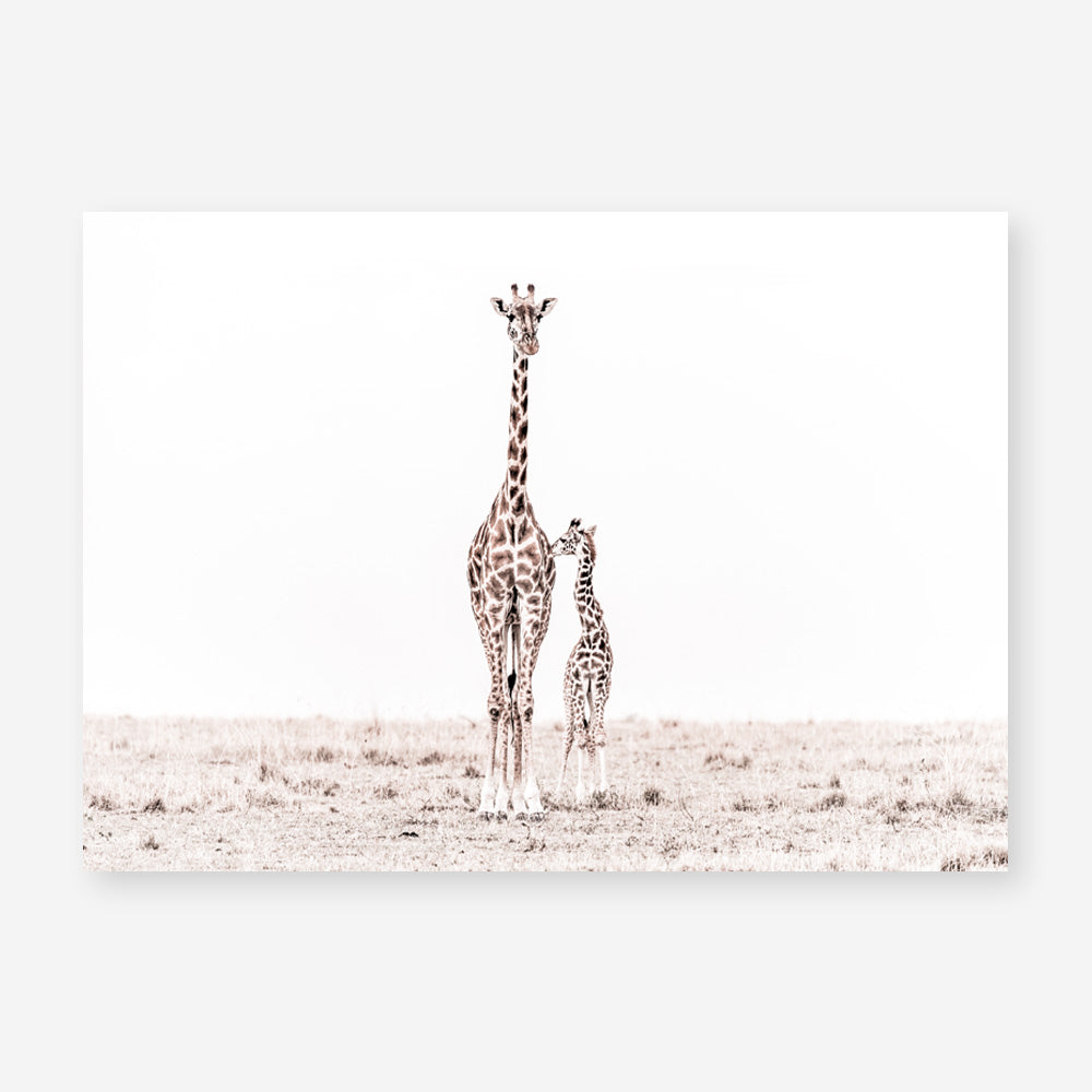 Shop Giraffes II Photo Art Print a photography wall art print from The Print Emporium wall artwork collection - Buy Australian made fine art poster and framed prints for the home and your interior decor room, TPE-710-AP