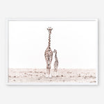 Shop Giraffes II Photo Art Print a photography wall art print from The Print Emporium wall artwork collection - Buy Australian made fine art poster and framed prints for the home and your interior decor room, TPE-710-AP