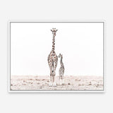 Shop Giraffes II Photo Canvas Print a photography framed stretched canvas print from The Print Emporium wall artwork collection - Buy Australian made prints for the home and your interior decor space, TPE-710-CA-35X46-NF