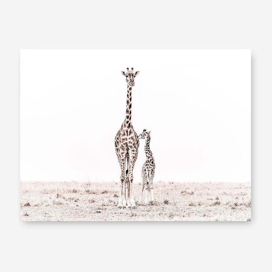 Shop Giraffes II Photo Canvas Print a photography framed stretched canvas print from The Print Emporium wall artwork collection - Buy Australian made prints for the home and your interior decor space, TPE-710-CA-35X46-NF