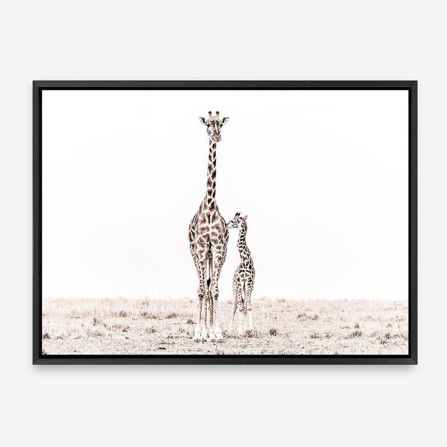 Shop Giraffes II Photo Canvas Print a photography framed stretched canvas print from The Print Emporium wall artwork collection - Buy Australian made prints for the home and your interior decor space, TPE-710-CA-35X46-NF