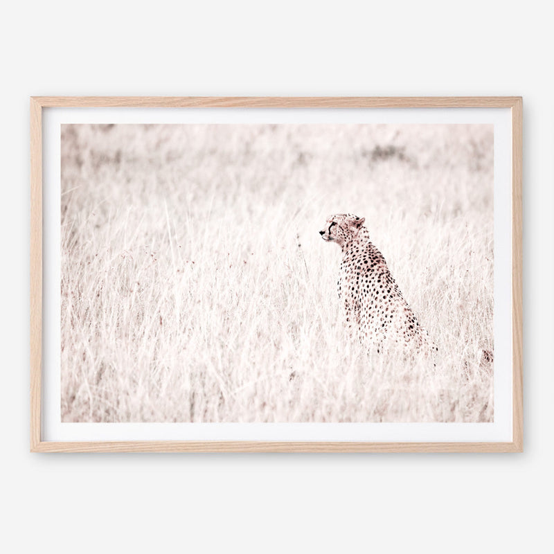 Shop Grazing Cheetah Photo Art Print a photography wall art print from The Print Emporium wall artwork collection - Buy Australian made fine art poster and framed prints for the home and your interior decor room, TPE-881-AP