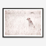 Shop Grazing Cheetah Photo Art Print a photography wall art print from The Print Emporium wall artwork collection - Buy Australian made fine art poster and framed prints for the home and your interior decor room, TPE-881-AP