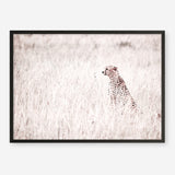 Shop Grazing Cheetah Photo Art Print a photography wall art print from The Print Emporium wall artwork collection - Buy Australian made fine art poster and framed prints for the home and your interior decor room, TPE-881-AP
