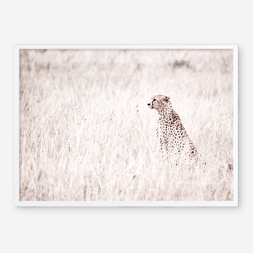 Shop Grazing Cheetah Photo Art Print a photography wall art print from The Print Emporium wall artwork collection - Buy Australian made fine art poster and framed prints for the home and your interior decor room, TPE-881-AP
