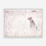 Shop Grazing Cheetah Photo Canvas Print a photography framed stretched canvas print from The Print Emporium wall artwork collection - Buy Australian made prints for the home and your interior decor space, TPE-881-CA-35X46-NF