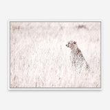 Shop Grazing Cheetah Photo Canvas Print a photography framed stretched canvas print from The Print Emporium wall artwork collection - Buy Australian made prints for the home and your interior decor space, TPE-881-CA-35X46-NF