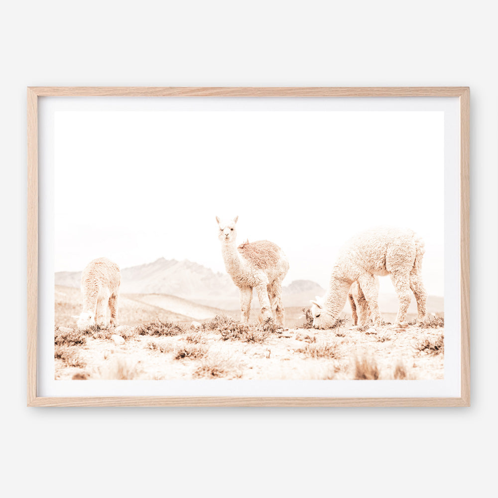 Shop Grazing Llamas Photo Art Print a Moroccan desert boho themed photography wall art print from The Print Emporium wall artwork collection - Buy Australian made fine art poster and framed prints for the home and your interior decor room, TPE-506-AP