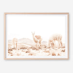 Shop Grazing Llamas Photo Art Print a Moroccan desert boho themed photography wall art print from The Print Emporium wall artwork collection - Buy Australian made fine art poster and framed prints for the home and your interior decor room, TPE-506-AP