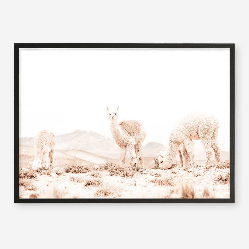 Shop Grazing Llamas Photo Art Print a Moroccan desert boho themed photography wall art print from The Print Emporium wall artwork collection - Buy Australian made fine art poster and framed prints for the home and your interior decor room, TPE-506-AP