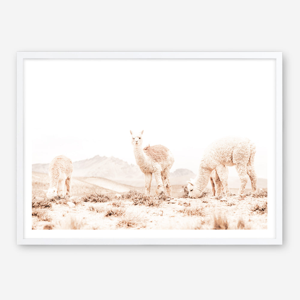 Shop Grazing Llamas Photo Art Print a Moroccan desert boho themed photography wall art print from The Print Emporium wall artwork collection - Buy Australian made fine art poster and framed prints for the home and your interior decor room, TPE-506-AP