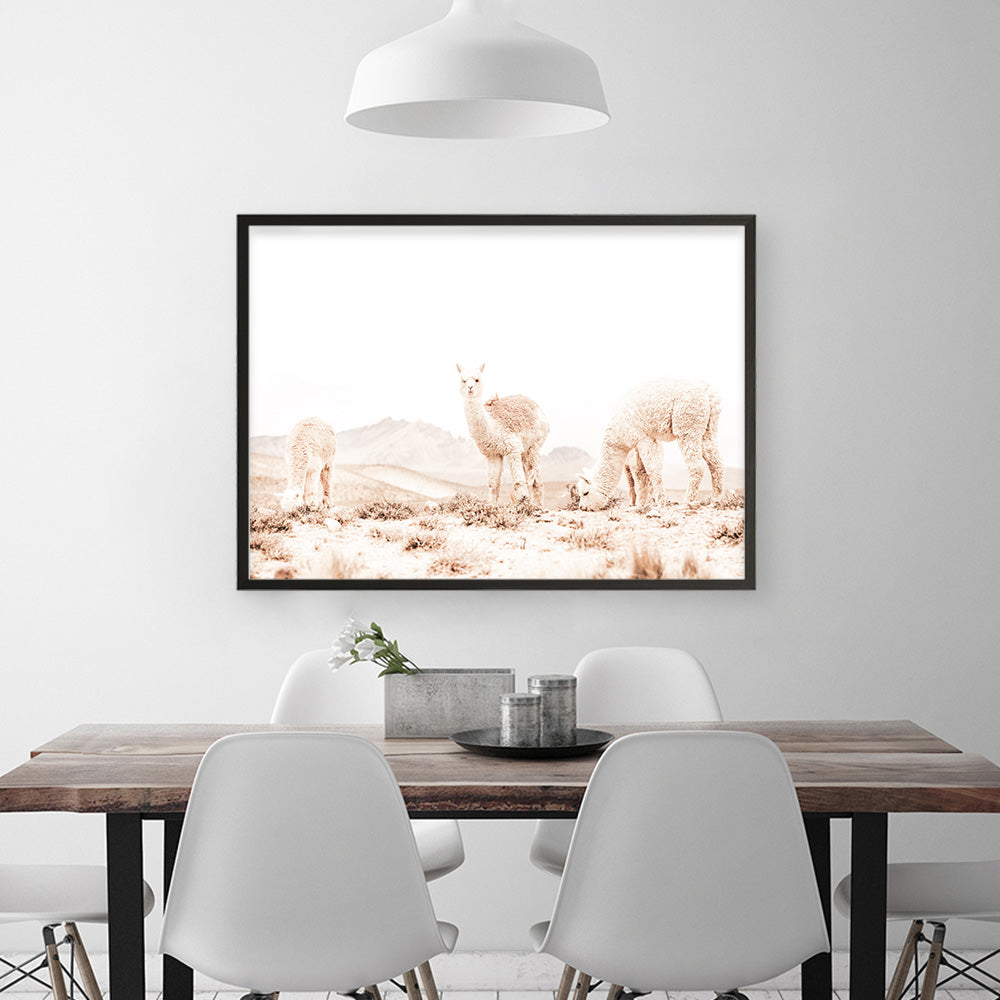Shop Grazing Llamas Photo Art Print a Moroccan desert boho themed photography wall art print from The Print Emporium wall artwork collection - Buy Australian made fine art poster and framed prints for the home and your interior decor room, TPE-506-AP
