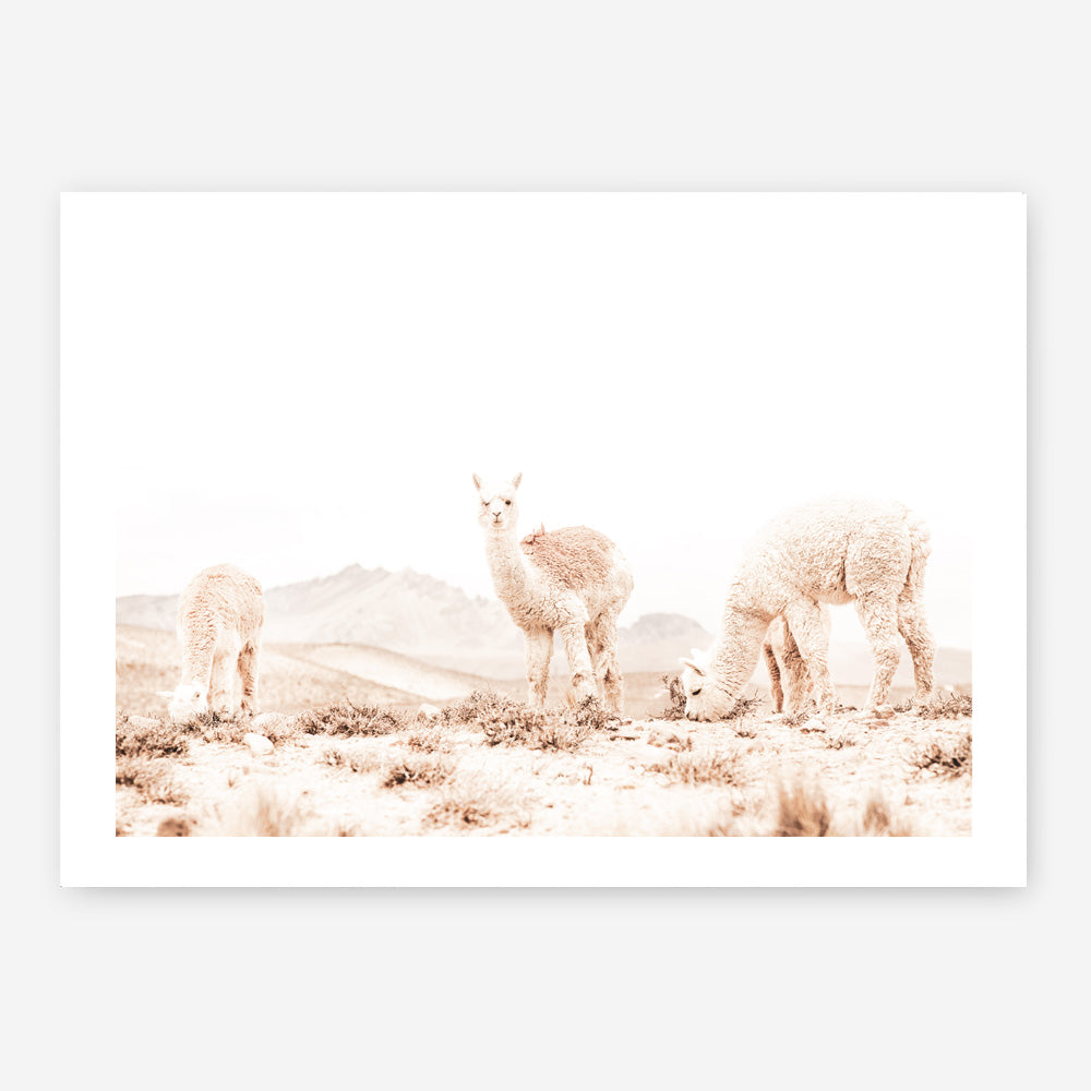 Shop Grazing Llamas Photo Art Print a Moroccan desert boho themed photography wall art print from The Print Emporium wall artwork collection - Buy Australian made fine art poster and framed prints for the home and your interior decor room, TPE-506-AP