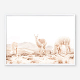 Shop Grazing Llamas Photo Art Print a Moroccan desert boho themed photography wall art print from The Print Emporium wall artwork collection - Buy Australian made fine art poster and framed prints for the home and your interior decor room, TPE-506-AP