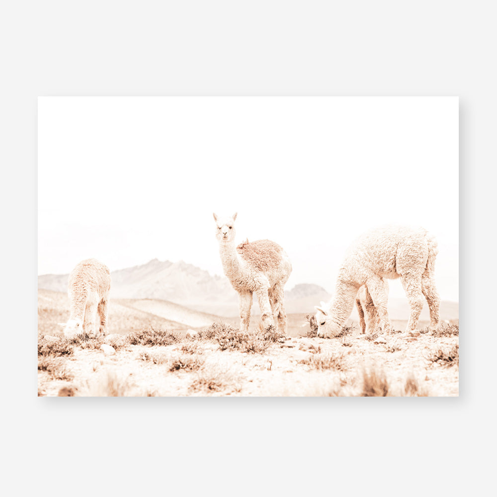 Shop Grazing Llamas Photo Art Print a Moroccan desert boho themed photography wall art print from The Print Emporium wall artwork collection - Buy Australian made fine art poster and framed prints for the home and your interior decor room, TPE-506-AP