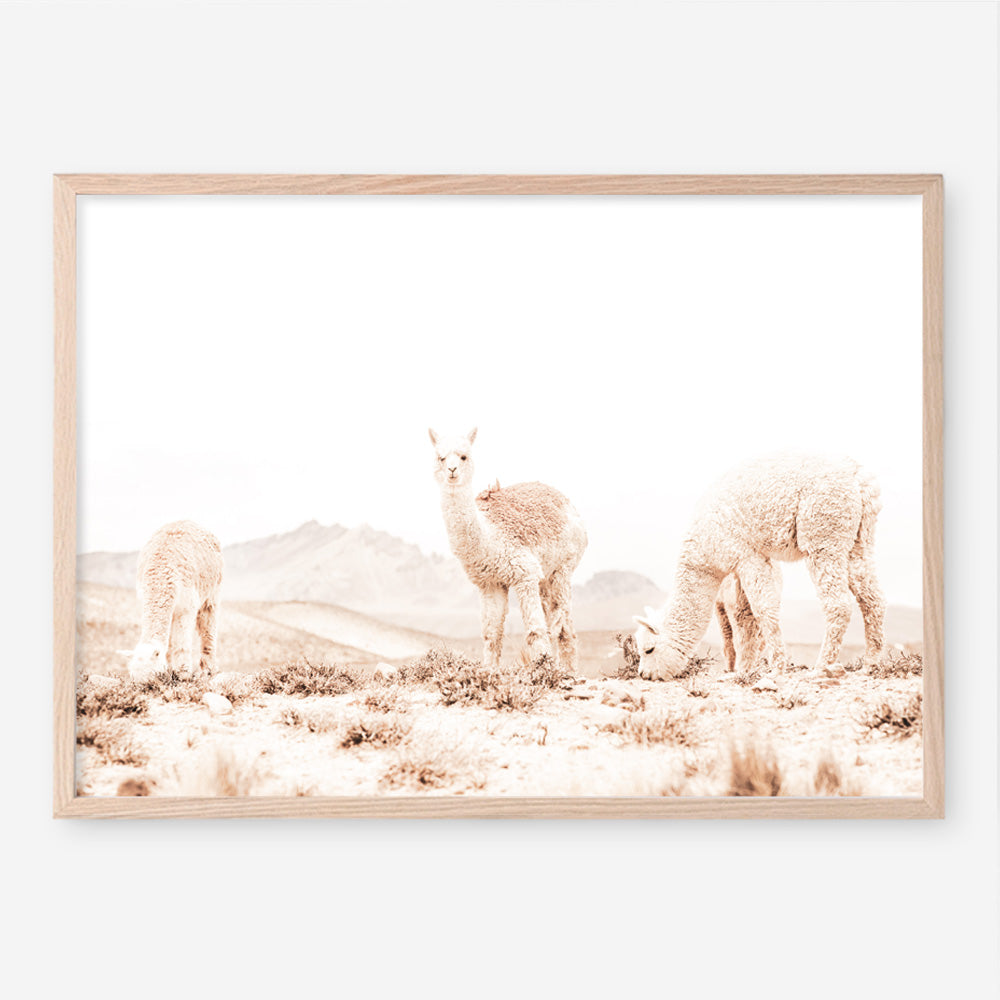 Shop Grazing Llamas Photo Art Print a Moroccan desert boho themed photography wall art print from The Print Emporium wall artwork collection - Buy Australian made fine art poster and framed prints for the home and your interior decor room, TPE-506-AP