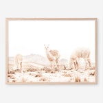 Shop Grazing Llamas Photo Art Print a Moroccan desert boho themed photography wall art print from The Print Emporium wall artwork collection - Buy Australian made fine art poster and framed prints for the home and your interior decor room, TPE-506-AP