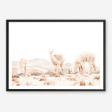 Shop Grazing Llamas Photo Art Print a Moroccan desert boho themed photography wall art print from The Print Emporium wall artwork collection - Buy Australian made fine art poster and framed prints for the home and your interior decor room, TPE-506-AP
