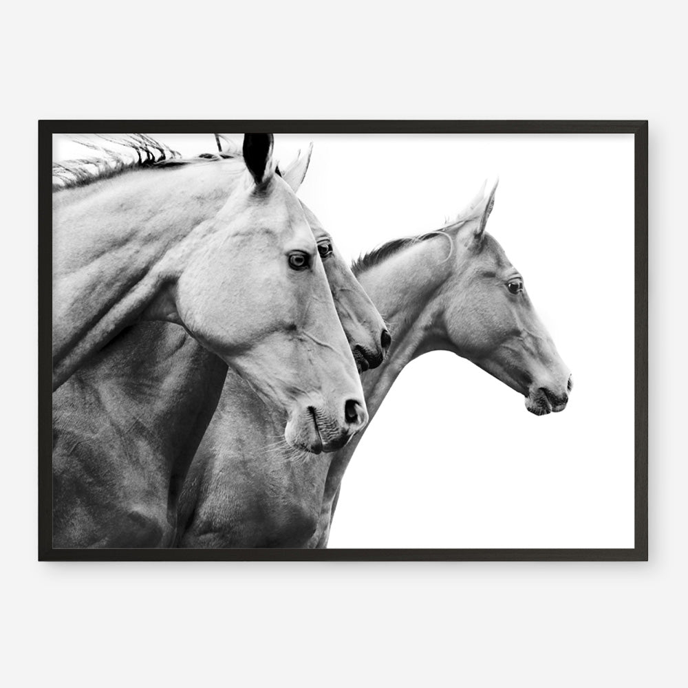 Shop Grey Horses Photo Art Print a photography wall art print from The Print Emporium wall artwork collection - Buy Australian made fine art poster and framed prints for the home and your interior decor room, TPE-498-AP