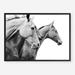 Shop Grey Horses Photo Art Print a photography wall art print from The Print Emporium wall artwork collection - Buy Australian made fine art poster and framed prints for the home and your interior decor room, TPE-498-AP