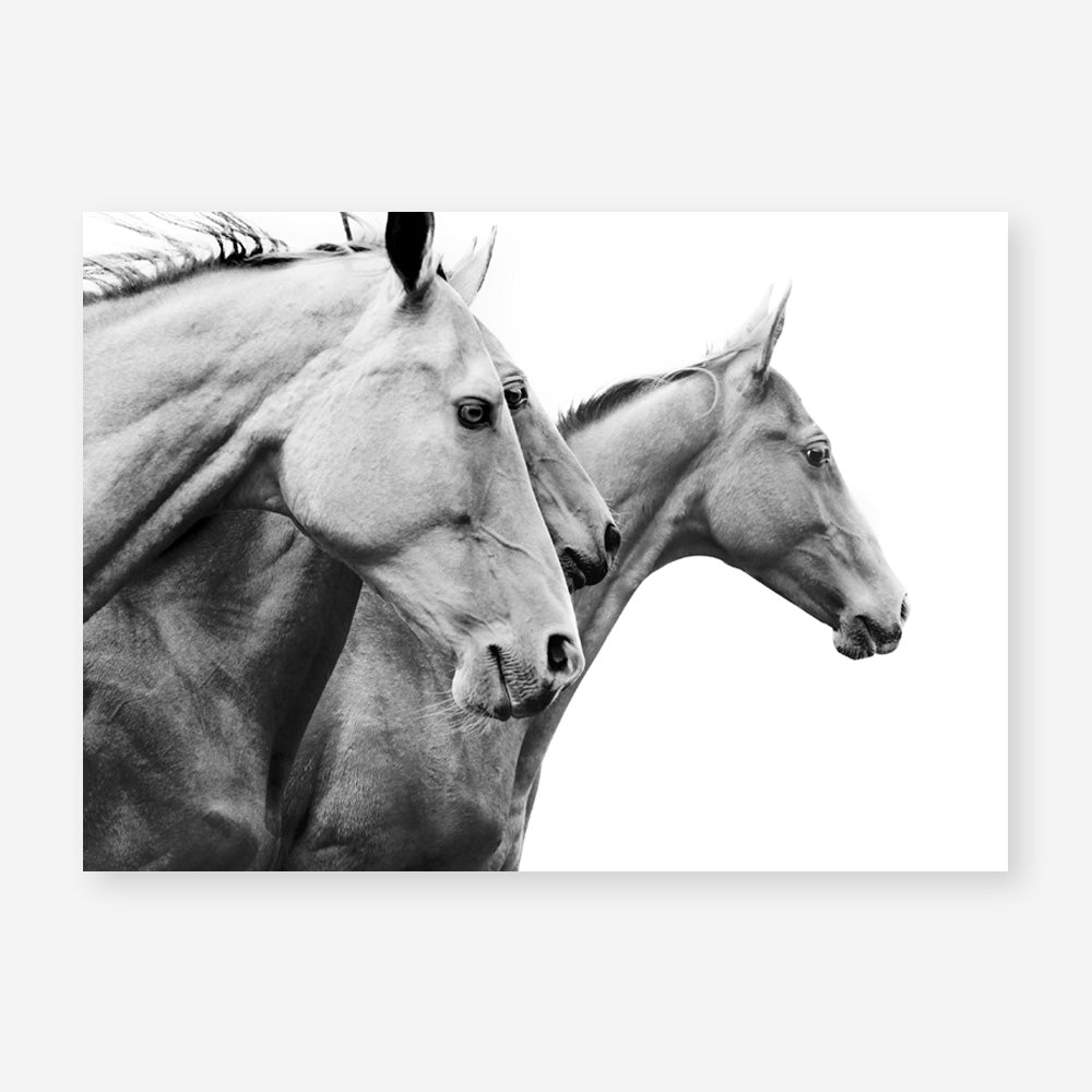Shop Grey Horses Photo Art Print a photography wall art print from The Print Emporium wall artwork collection - Buy Australian made fine art poster and framed prints for the home and your interior decor room, TPE-498-AP