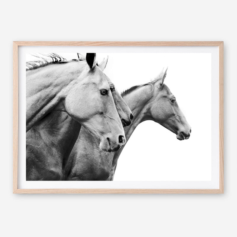 Shop Grey Horses Photo Art Print a photography wall art print from The Print Emporium wall artwork collection - Buy Australian made fine art poster and framed prints for the home and your interior decor room, TPE-498-AP