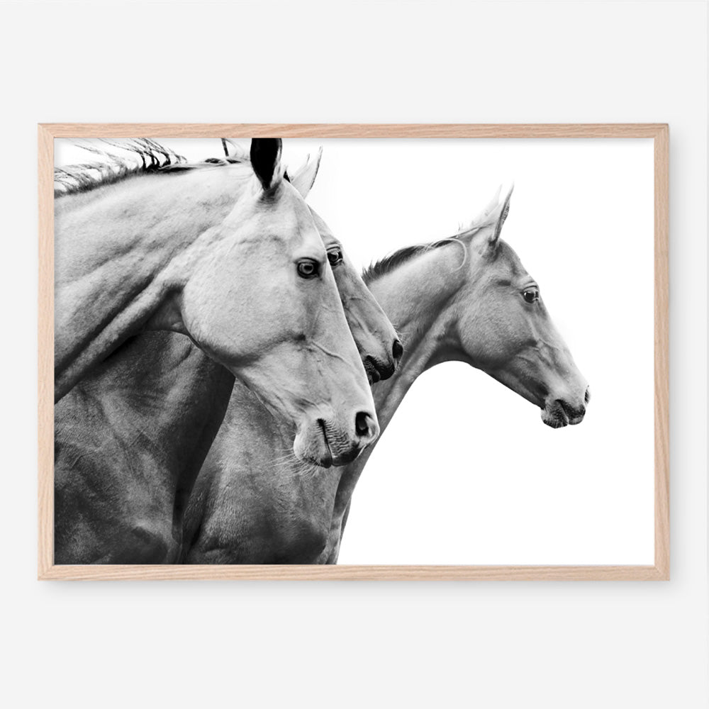 Shop Grey Horses Photo Art Print a photography wall art print from The Print Emporium wall artwork collection - Buy Australian made fine art poster and framed prints for the home and your interior decor room, TPE-498-AP